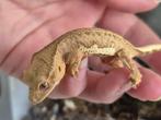 Wimpergekko yellow, Dieren en Toebehoren, 0 tot 2 jaar