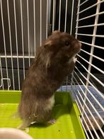 Mooie lieve goudhamster, Dieren en Toebehoren, Juli, Vrouwelijk, Hamster