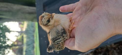Serama kuikens, Dieren en Toebehoren, Pluimvee, Kip, Geslacht onbekend