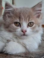 Laatste  Prachtige Britse langhaar kitten, Dieren en Toebehoren, Meerdere dieren, Gechipt, 0 tot 2 jaar