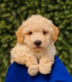 Prachtige maltipoo pups🩷Binnen ons gezin grootgebracht, Overige rassen, CDV (hondenziekte), 8 tot 15 weken, Meerdere