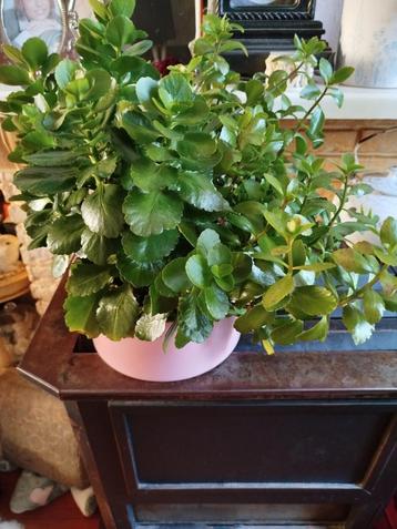 Grote Kalanchoë plant in roze pot beschikbaar voor biedingen