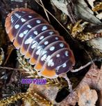 Armadillidium klugii Split isopods / pissebedden, Overige soorten