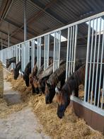 Opfok veulens/ enters friese paarden ., Dieren en Toebehoren, Meerdere dieren, Niet van toepassing, 0 tot 2 jaar