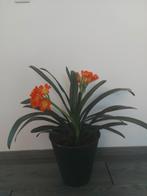 Clivia kamerplant, Huis en Inrichting, Overige soorten, Minder dan 100 cm, Halfschaduw, In pot