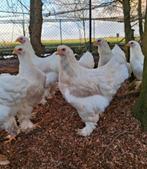 Witte brahma kuikens, Geslacht onbekend, Kip
