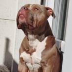 Zeer vriendelijke en trouwe American Bully XL, Dieren en Toebehoren, Honden | Bulldogs, Pinschers en Molossers, Rabiës (hondsdolheid)