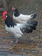 Lakenvelder haan, groot ras, Mannelijk, Kip