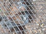 Natuurbroed kwartels, Meerdere dieren