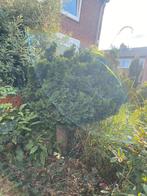 Hinoki Cypress, Tuin en Terras, Ophalen, Overige soorten, Minder dan 100 cm