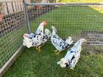 TE KOOP 3 BONTE LEGHORN HENNEN MET 1 HAAN, Dieren en Toebehoren, Pluimvee, Meerdere dieren, Kip