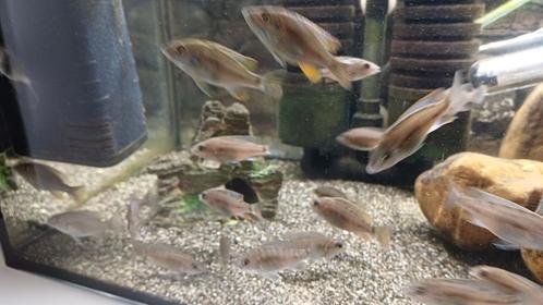 Chichlieden 4 stuks €10, Dieren en Toebehoren, Vissen | Aquariumvissen, Vis