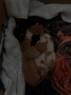 Kittens te koop!, Dieren en Toebehoren, Katten en Kittens | Overige Katten, Meerdere dieren
