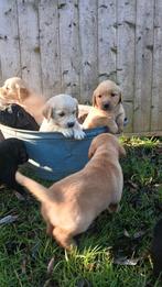 Jonge pups te koop, Golden retriever, 8 tot 15 weken, Meerdere, Meerdere dieren