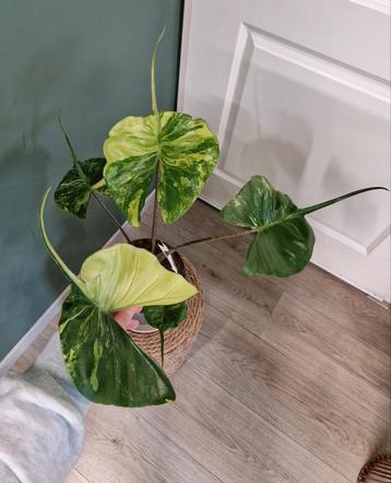 Alocasia Stingray Variegata beschikbaar voor biedingen