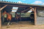 Pensionplek / wei gezocht voor 2 paarden, Dieren en Toebehoren, Stalling en Weidegang, Weidegang