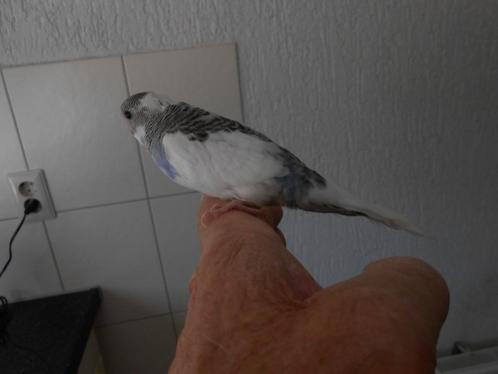 2e jonge grasparkiet nest 2 jong uit broedblok voor tam maak, Dieren en Toebehoren, Vogels | Parkieten en Papegaaien, Parkiet