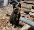 Boerderij kitten, Dieren en Toebehoren, Poes, Ontwormd, 0 tot 2 jaar