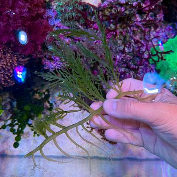 Zeewier - Macroalgen: Zeeaquarium wieren beschikbaar voor biedingen