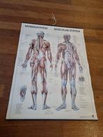 Vintage Anatomie Poster - Spierstelsel school biologie, Antiek en Kunst, Antiek | Schoolplaten, Ophalen of Verzenden, Natuur en Biologie