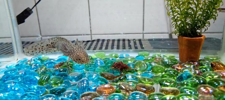 Axlotl met of zonder aquarium, Dieren en Toebehoren, Vissen | Aquaria en Toebehoren, Ophalen