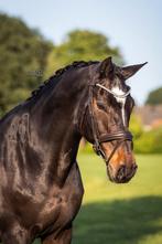 NIEUW Bruin Hoofdstel - Matte Smalle neusriem, Dieren en Toebehoren, Dressuur, Bitsnbridles.eu@outlook.com, Nieuw, Tijnjeweg 37