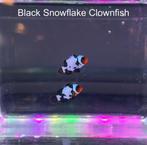 Diverse clownvissen, Dieren en Toebehoren, Vissen | Aquariumvissen, Vis, Zoutwatervis