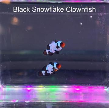 Diverse clownvissen beschikbaar voor biedingen