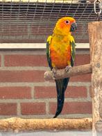 Te koop  0-1 zonparkiet, Dieren en Toebehoren, Vogels | Parkieten en Papegaaien, Vrouwelijk, Parkiet, Geringd