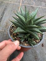 Haworthia limifolia, Tuin en Terras, Planten | Tuinplanten, Ophalen of Verzenden, Overige soorten, Volle zon