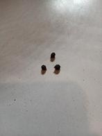 Amorphophallus Ongsakulii, Ophalen of Verzenden, Voorjaar, Halfschaduw, Knol