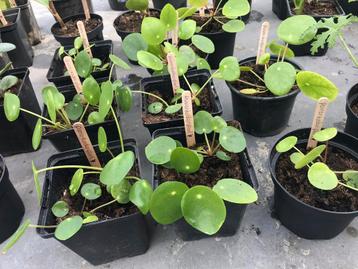 Pannenkoekenplant stekjes te koop beschikbaar voor biedingen