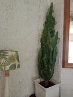 Euphorbia Wolfsmelk Cowboy Cactus - 1.07m, Huis en Inrichting, Kamerplanten, Ophalen, 100 tot 150 cm, Halfschaduw, Cactus