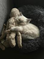 Ragdoll  kittens uit geteste ouders, Kater, Ontwormd