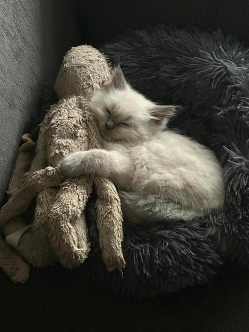Ragdoll  kittens uit geteste ouders, Dieren en Toebehoren, Katten en Kittens | Raskatten | Langhaar, Kater, Met stamboom, Ontwormd
