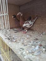 Choco kleurpostduiven, Dieren en Toebehoren, Vogels | Duiven, Meerdere dieren, Postduif