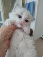 PRACHTIGE RAGDOLL KITTENS GETEST, Meerdere dieren, Ontwormd, 0 tot 2 jaar