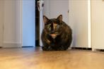 Poes zoekt een nieuwe baas, Dieren en Toebehoren, Katten en Kittens | Overige Katten, Poes, Kortharig, 6 jaar of ouder