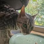 Bengaal (fok)poes (1 jaar, stamboom) zoekt perfect baasje♡, Dieren en Toebehoren, Katten en Kittens | Overige Katten, Poes, Kortharig