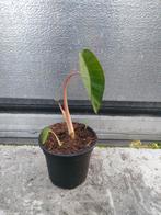 Colocasia pink China, Tuin en Terras, Planten | Tuinplanten, Ophalen of Verzenden, Zomer, Volle zon