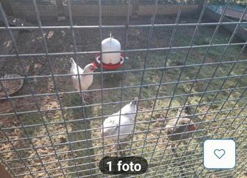 Leggkippen  5 maand beschikbaar voor biedingen