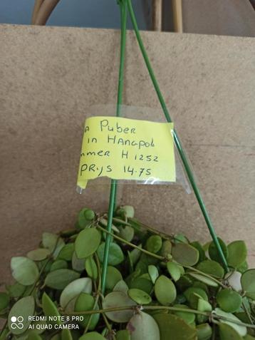 Hoya Pubera in hangpot nummer H1252 beschikbaar voor biedingen