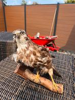 Opgezette roofvogel, Verzamelen, Dierenverzamelingen, Ophalen, Gebruikt, Vogel, Opgezet dier