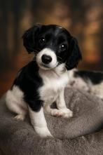 Super lieve Markiesje/Kooiker pups!, Dieren en Toebehoren, Honden | Retrievers, Spaniëls en Waterhonden, Nederland, Overige rassen