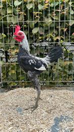 Modern Engelse Vechtkrielen Zilverpatrijs, Dieren en Toebehoren, Pluimvee, Meerdere dieren, Kip