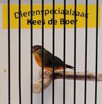 Goudbuikje man, Mannelijk, Tropenvogel