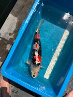 Koi, Gin Rin Showa 55/60cm Kweker: Shinoda, Dieren en Toebehoren, Vissen | Vijvervissen, Karper of Koi