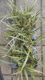 12 stuks Carex morrowii variegata, Ophalen, Siergrassen, Halfschaduw