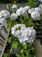 Te koop: geranium ‘Apollo’, Tuin en Terras, Planten | Tuinplanten, Ophalen, Vaste plant, Overige soorten, Volle zon