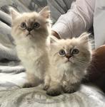 Schitterende Ragdoll kittens, Dieren en Toebehoren, Katten en Kittens | Raskatten | Langhaar, Meerdere dieren, Ontwormd, 0 tot 2 jaar